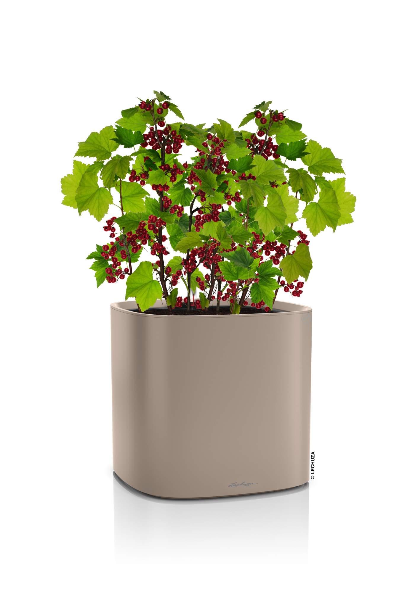 Lechuza Blumentopf hoch Pila Color Planter sandbraun