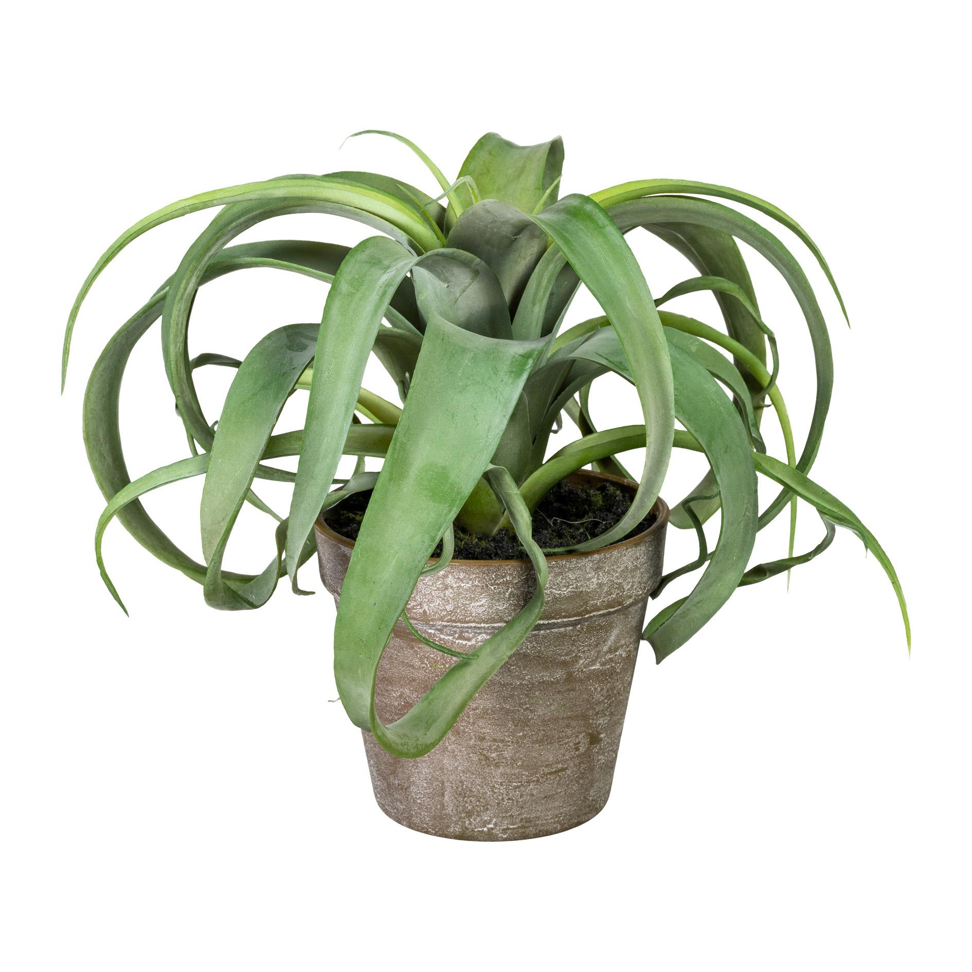 Gasper Tillandsia Xerographica im Kunststofftopf 24 cm Topfpflanze Kunstpflanze Gasper Tillandsia Xerographica im Kunststofftopf 24 cm Topfpflanze Kunstpflanze