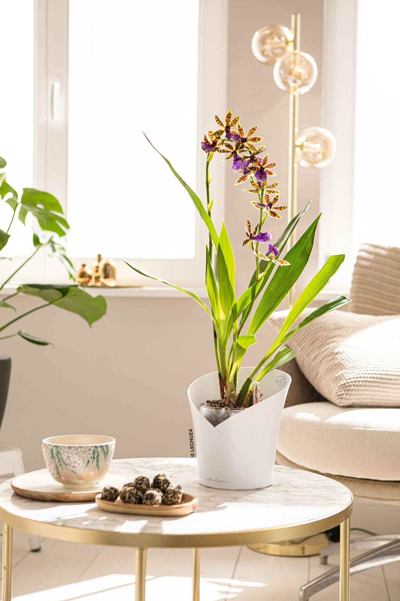 Lechuza Blumentopf klein Orchidea weiß matt Lechuza Blumentopf klein Orchidea weiß matt