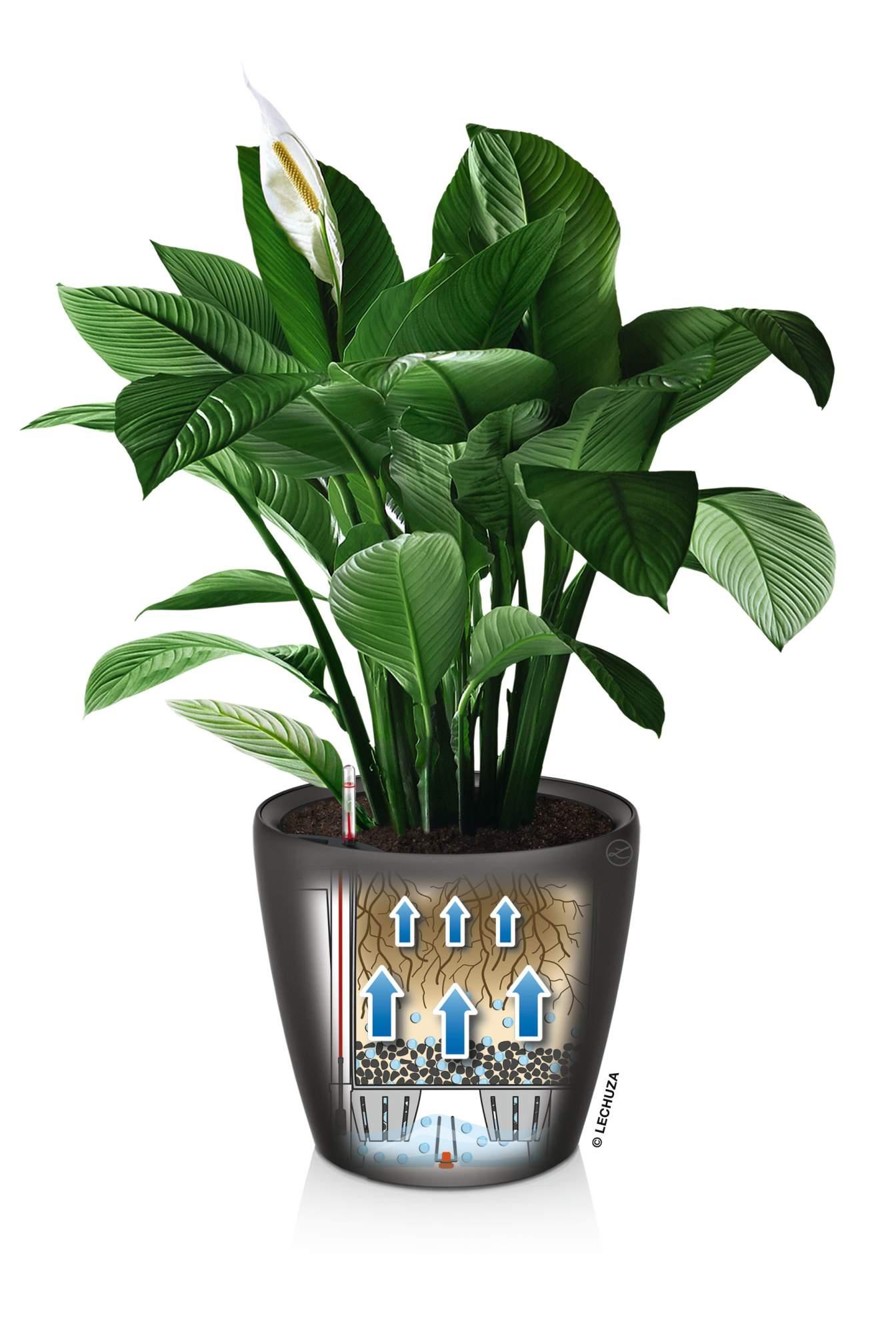 Lechuza Pflanzkübel rund Classico LS 43 anthrazit metallic 