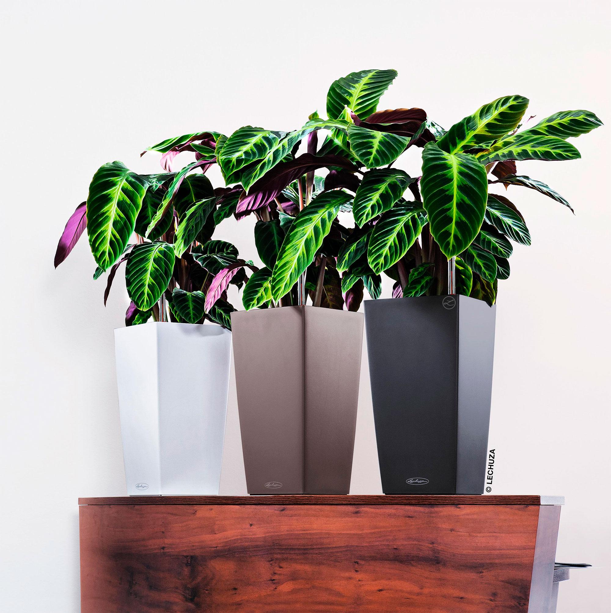 Lechuza Blumentopf hoch Cubico Color 22 schiefergrau