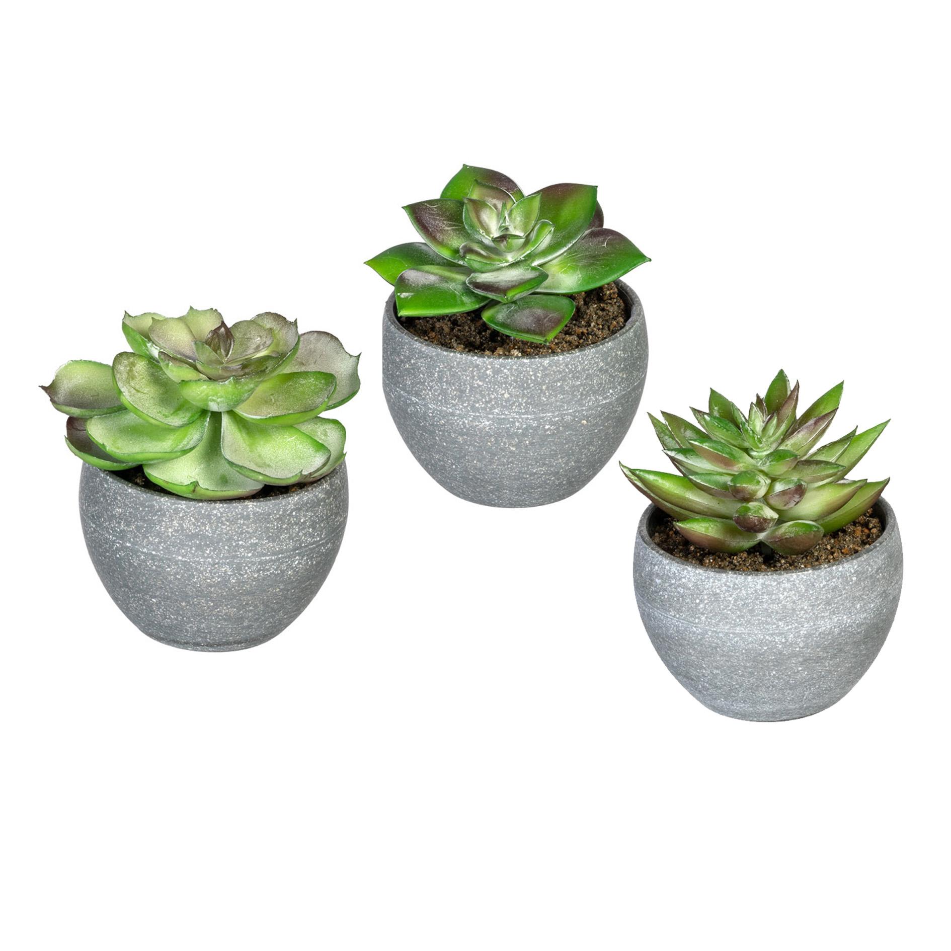Gasper Sukkulenten in grauen Melamintopf 9 cm Topfpflanze 3er Set