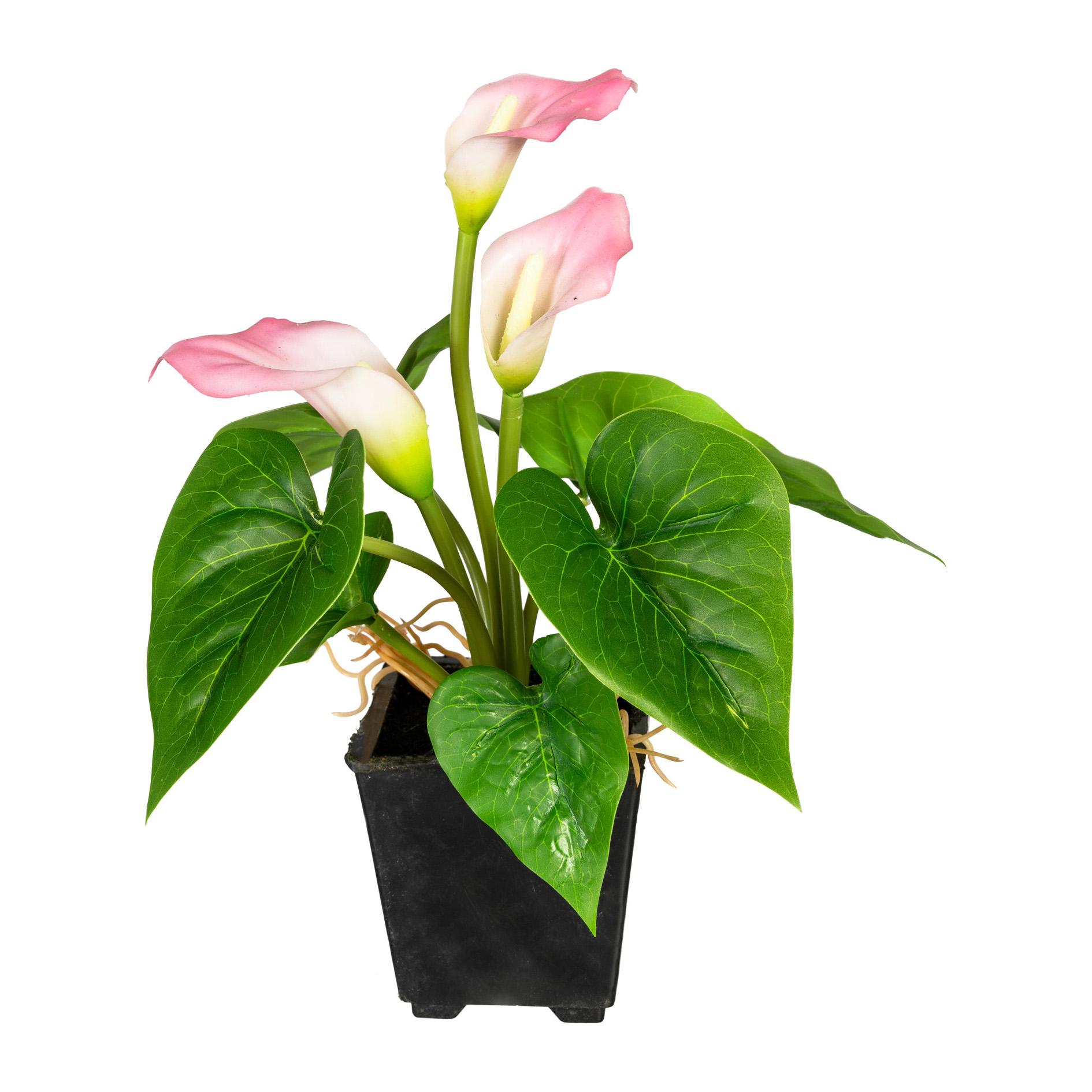 Gasper Mini-Calla 3 Blüten im Kunststofftopf 20 cm Topfpflanze Kunstpflanze rosa Gasper Mini-Calla 3 Blüten im Kunststofftopf 20 cm Topfpflanze Kunstpflanze rosa