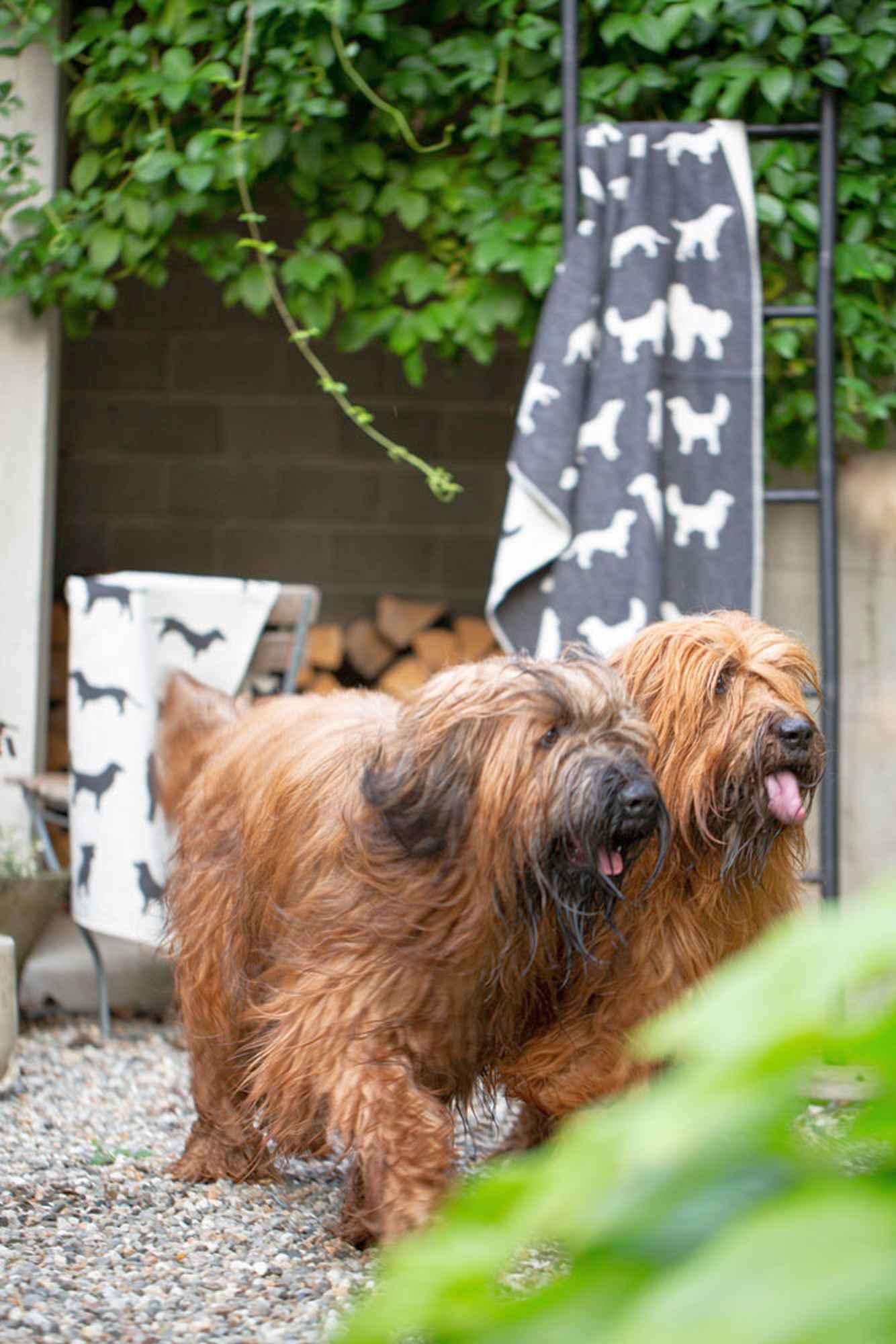 Fussenegger Haustierdecke Hundesilhouetten 100/140 Anthrazit 71549804