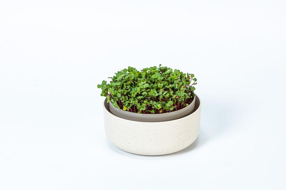 Plastia Urbalive 1er Pflanzschale Keimsprosskit Microgreens 