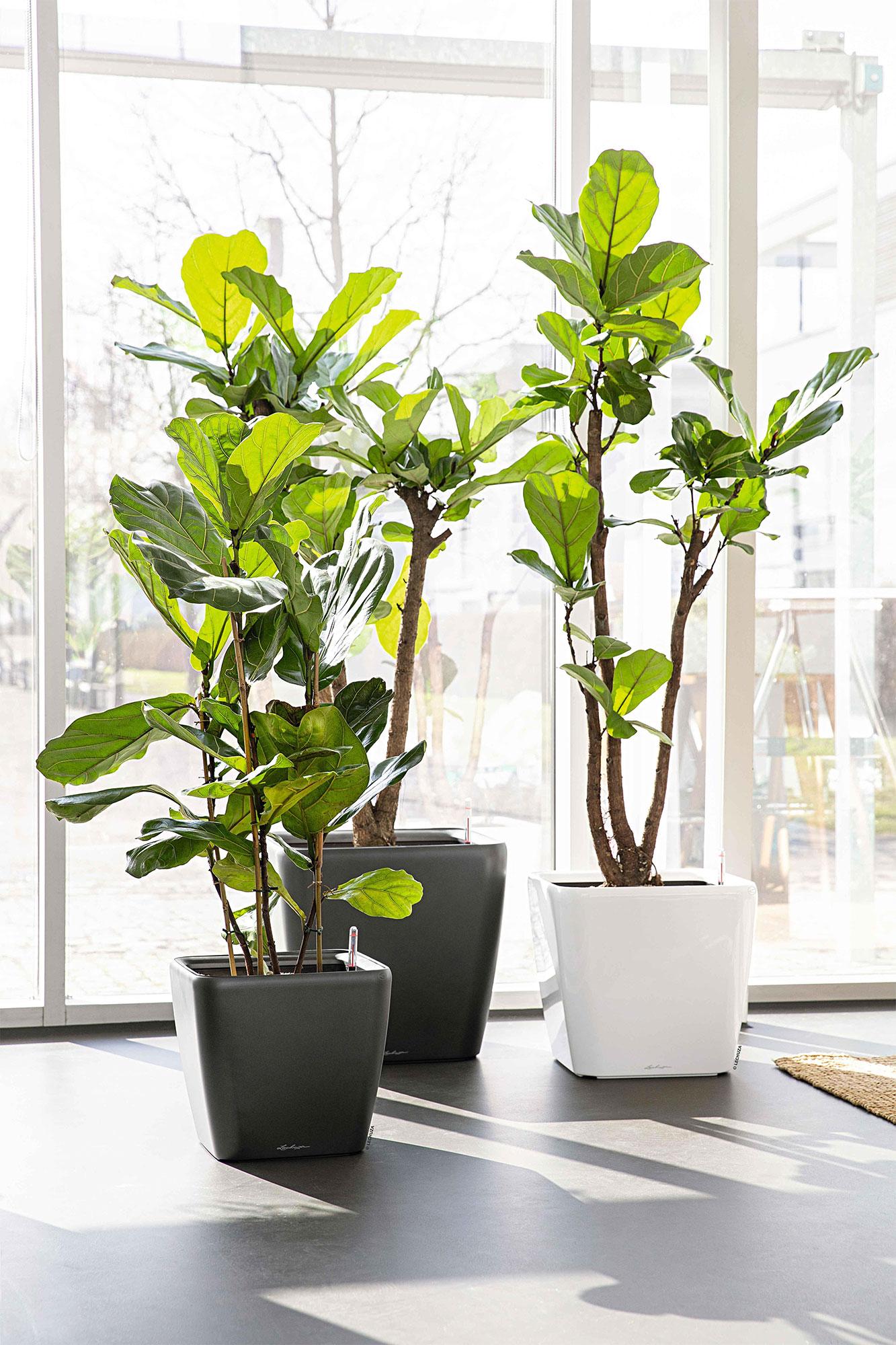 Lechuza Blumentopf groß Quadro LS 43 anthrazit metallic