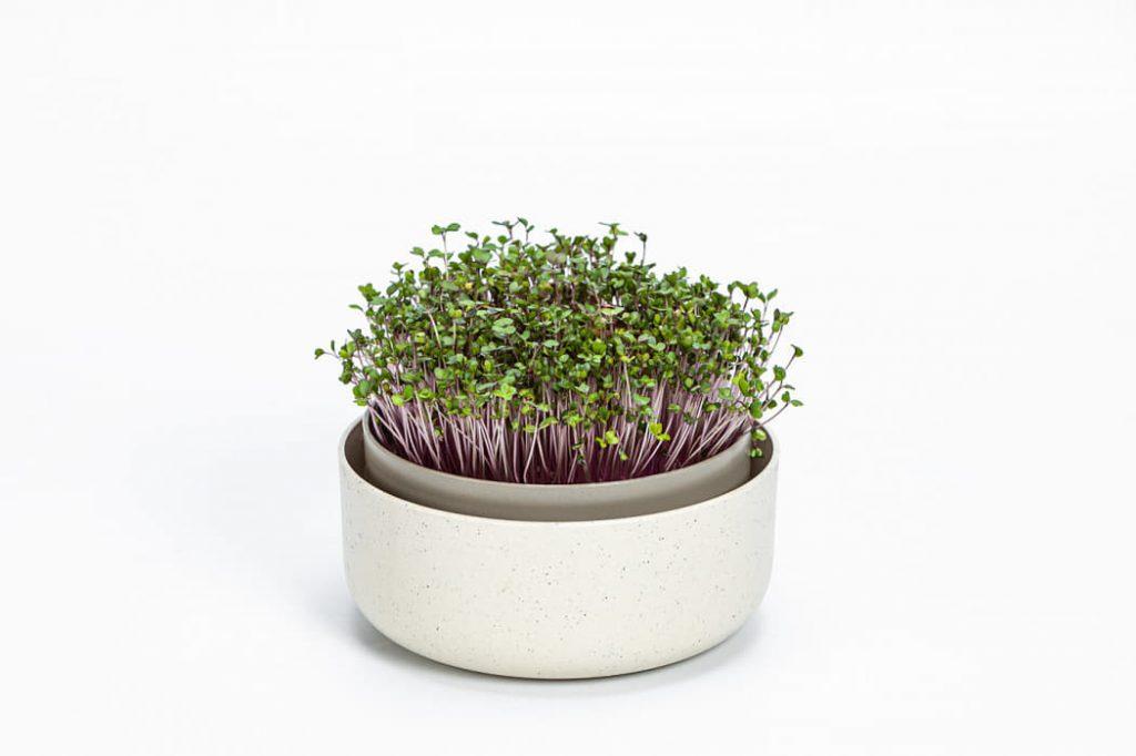 Plastia Urbalive 1er Pflanzschale Keimsprosskit Microgreens Plastia Urbalive 1er Pflanzschale Keimsprosskit Microgreens