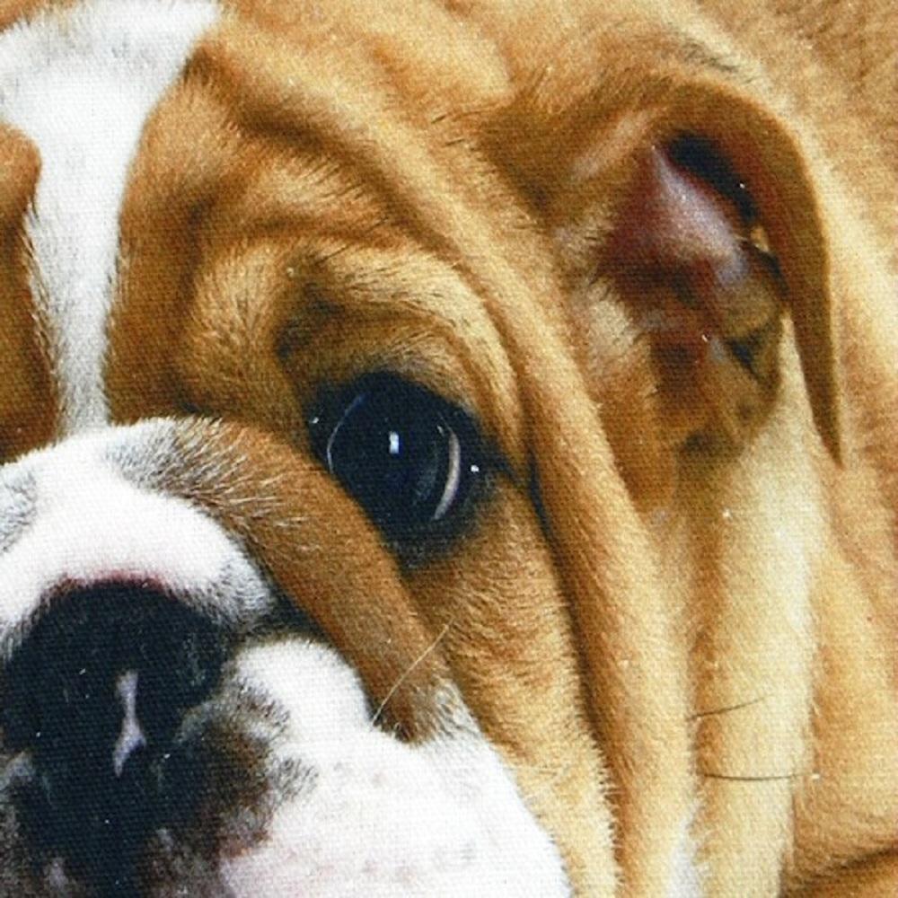 Mars & More Kissen Englische Bulldogge, GKKSBP