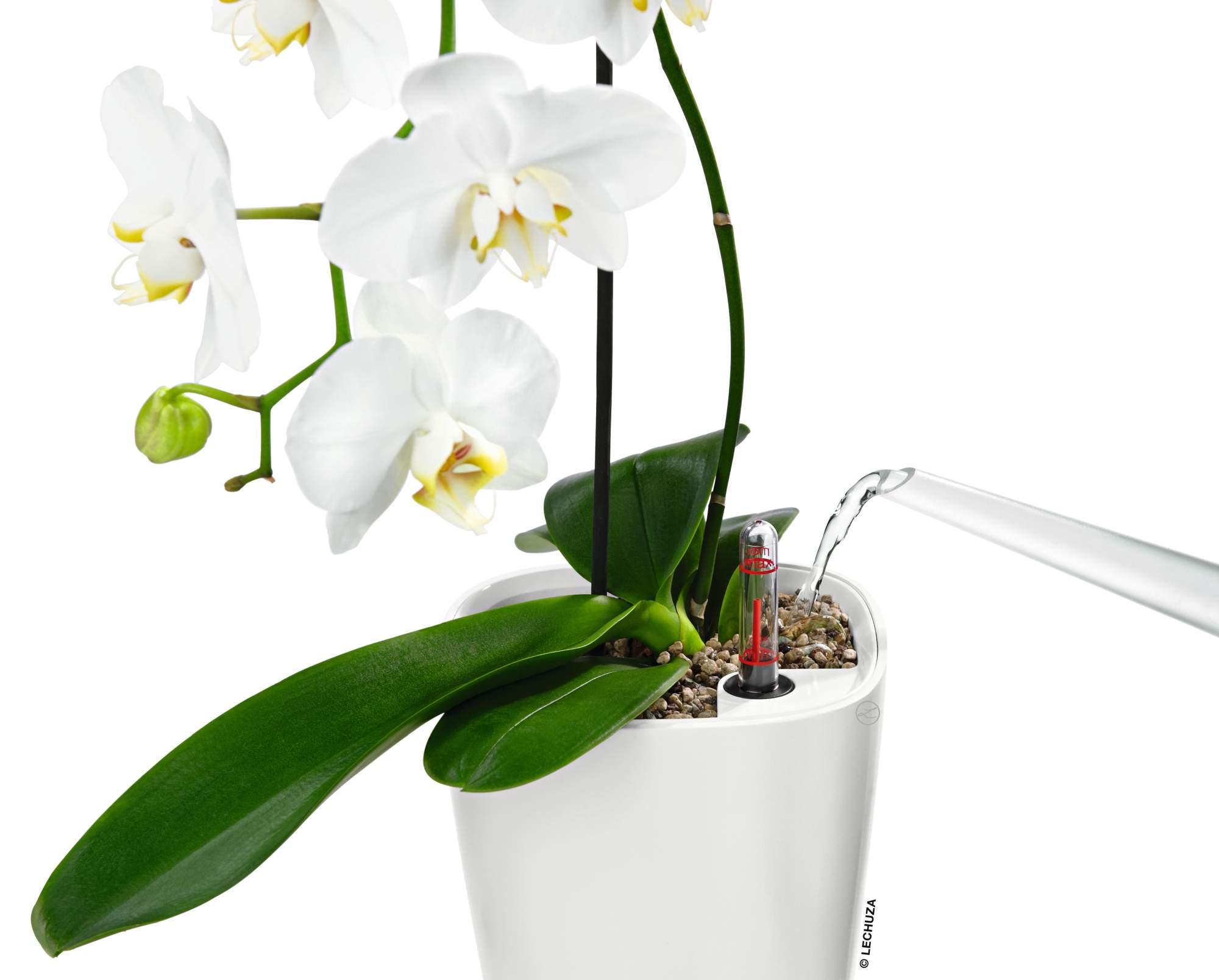 Lechuza Blumentopf klein Deltini weiß hochglanz
