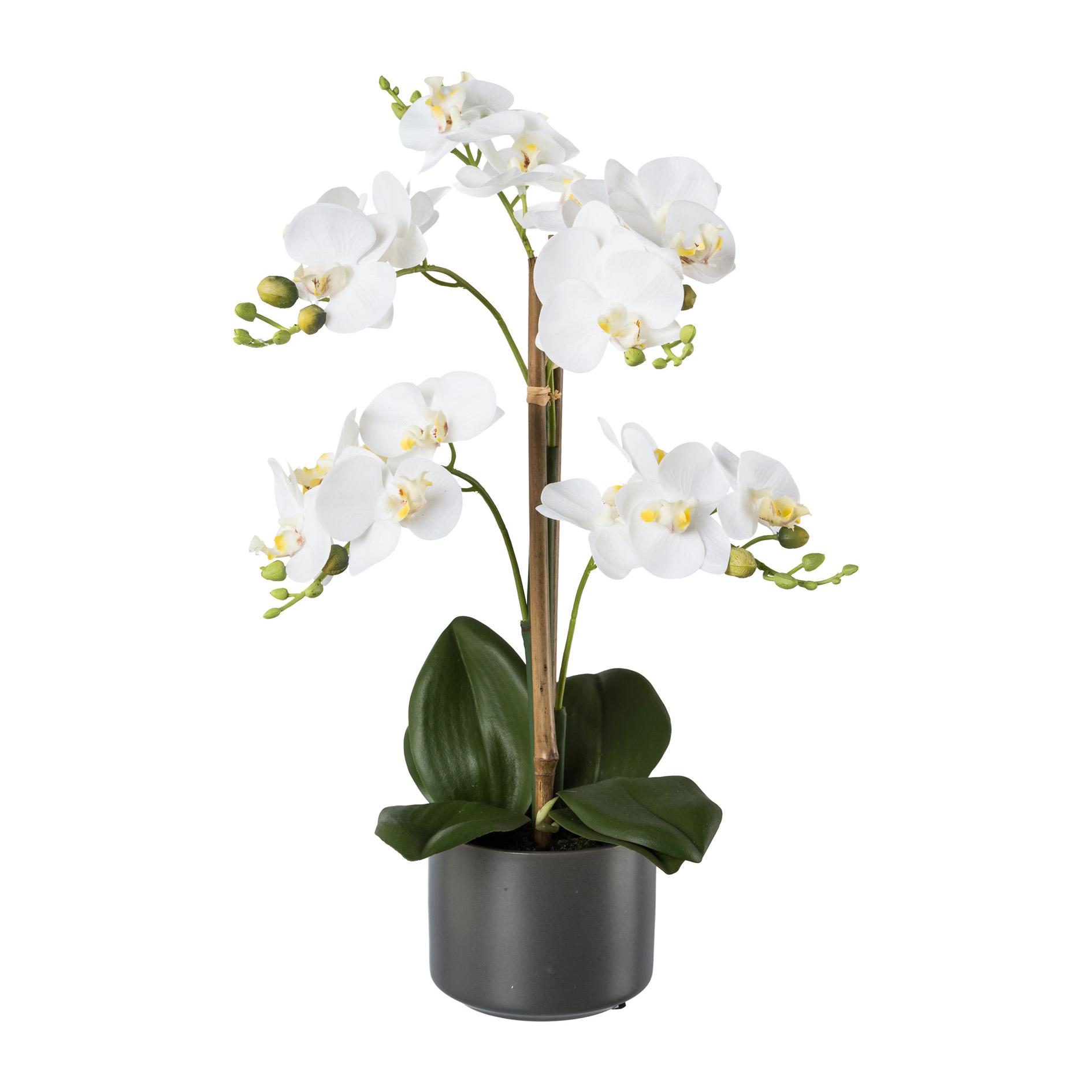 Gasper Phalenopsis im Keramiktopf 38 cm Topfpflanze weiß