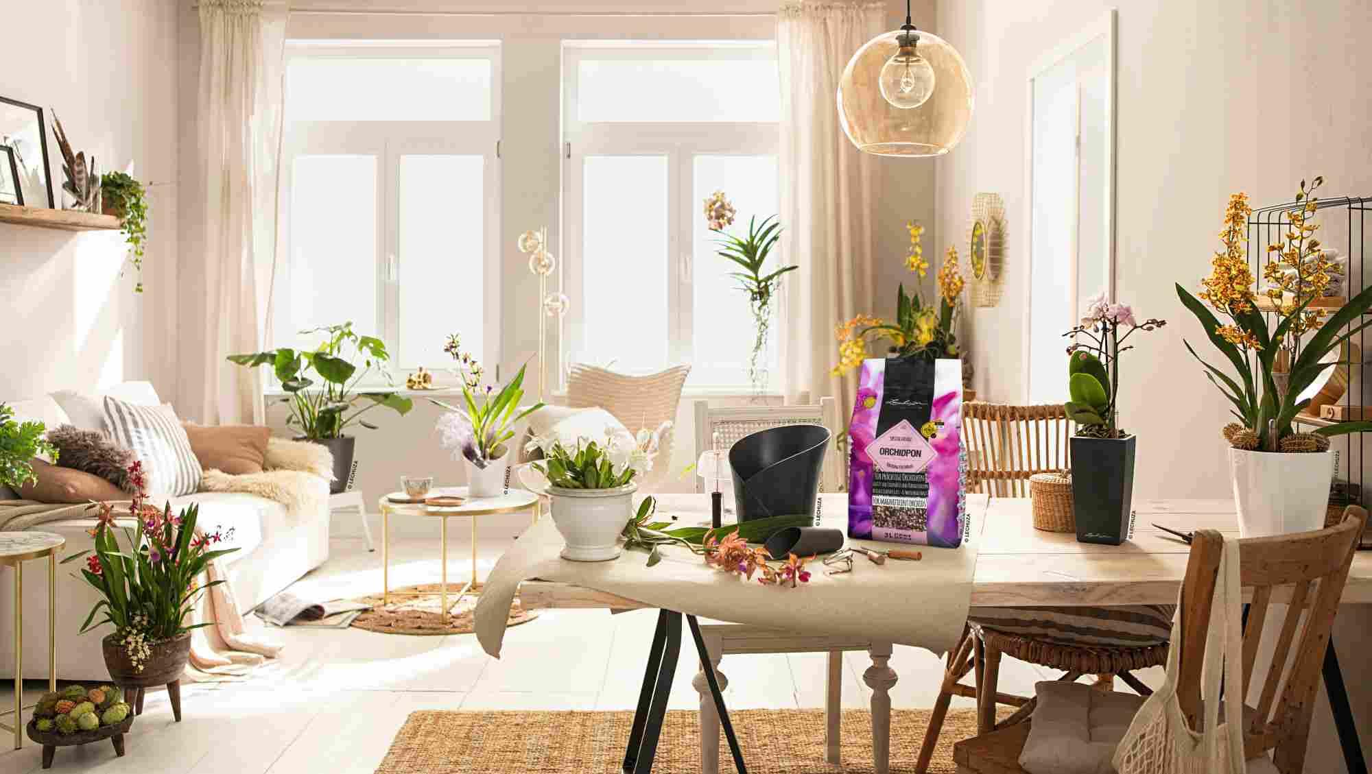 Lechuza Pon Substrat Orchidpon 3 L Orchideen Lechuza Pon Substrat Orchidpon 3 L Orchideen