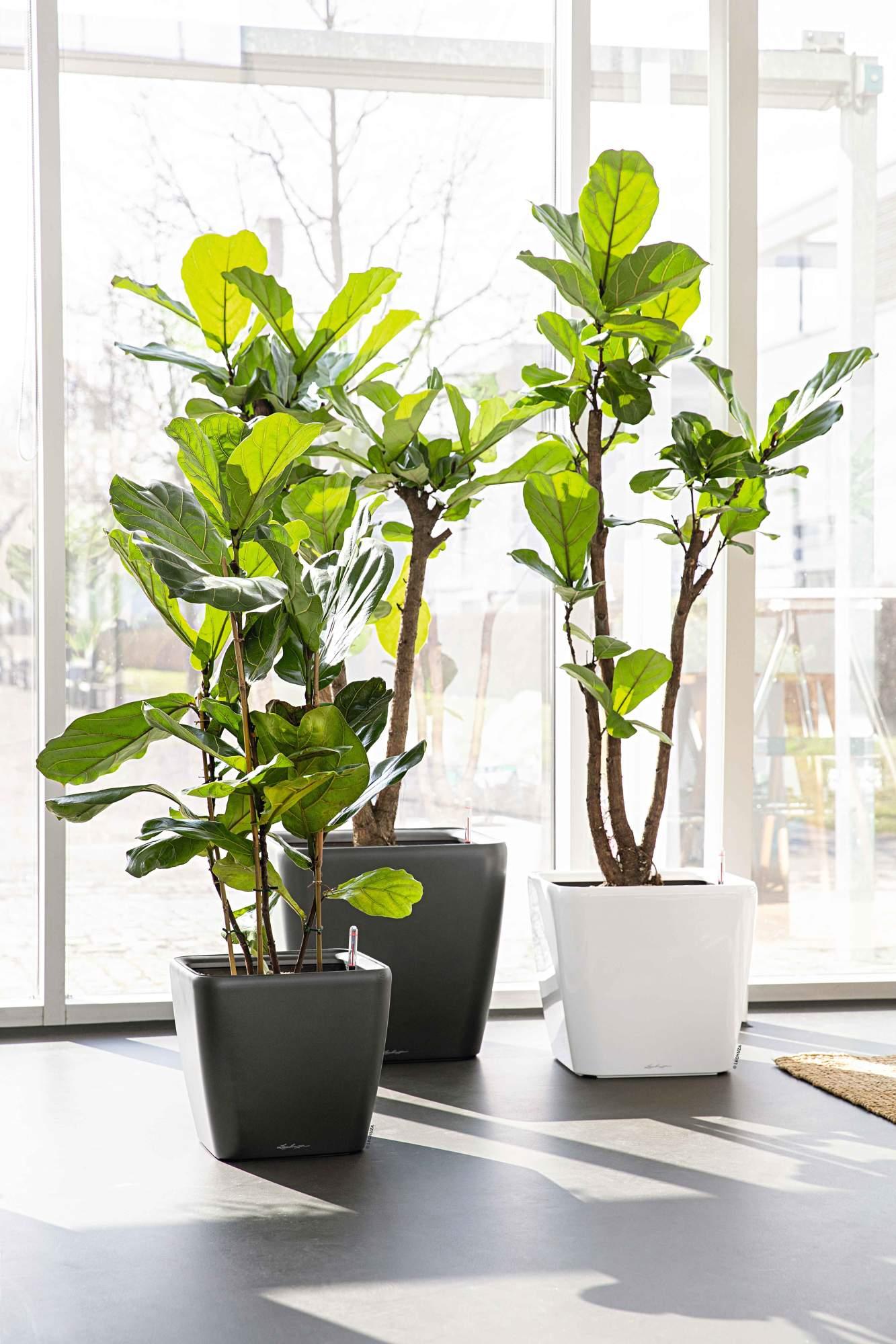 Lechuza Blumentopf groß Quadro LS 28 anthrazit metallic Lechuza Blumentopf groß Quadro LS 28 anthrazit metallic