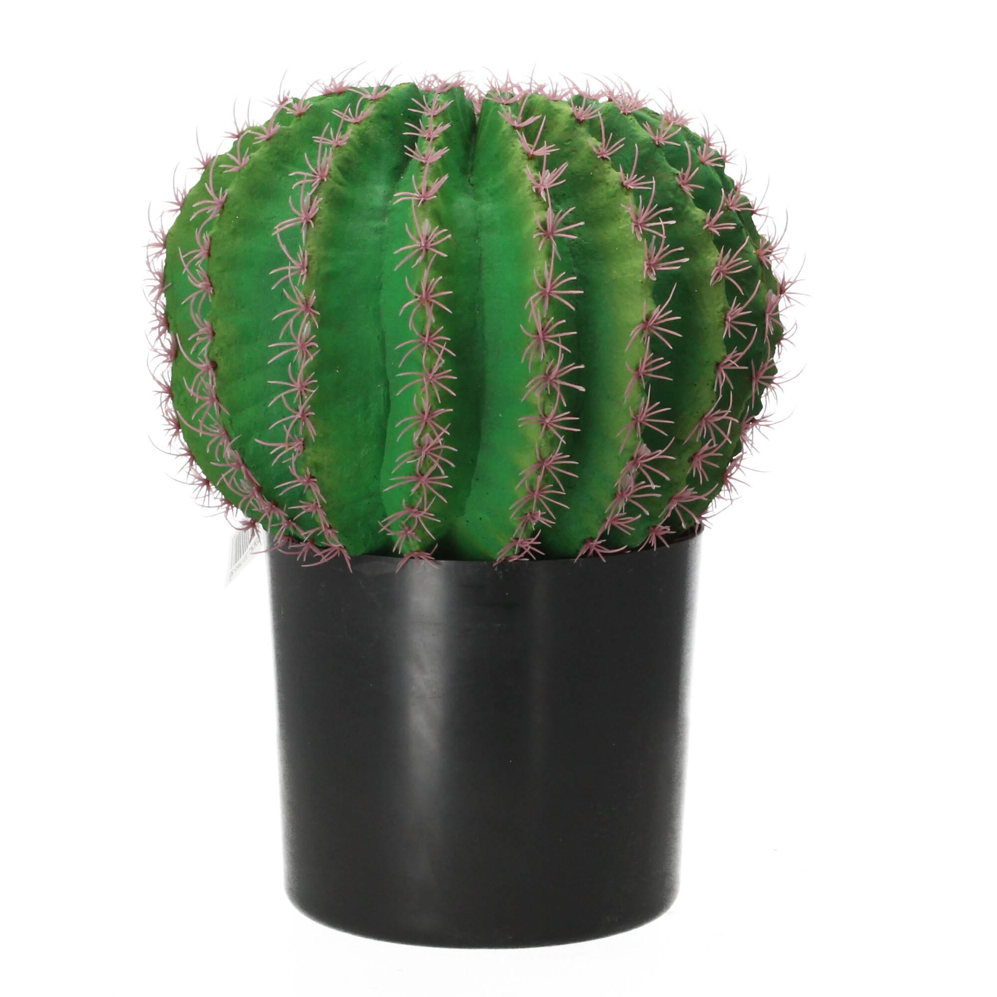 Gasper Kaktus Echino im Kunststofftopf 45 cm Topfpflanze