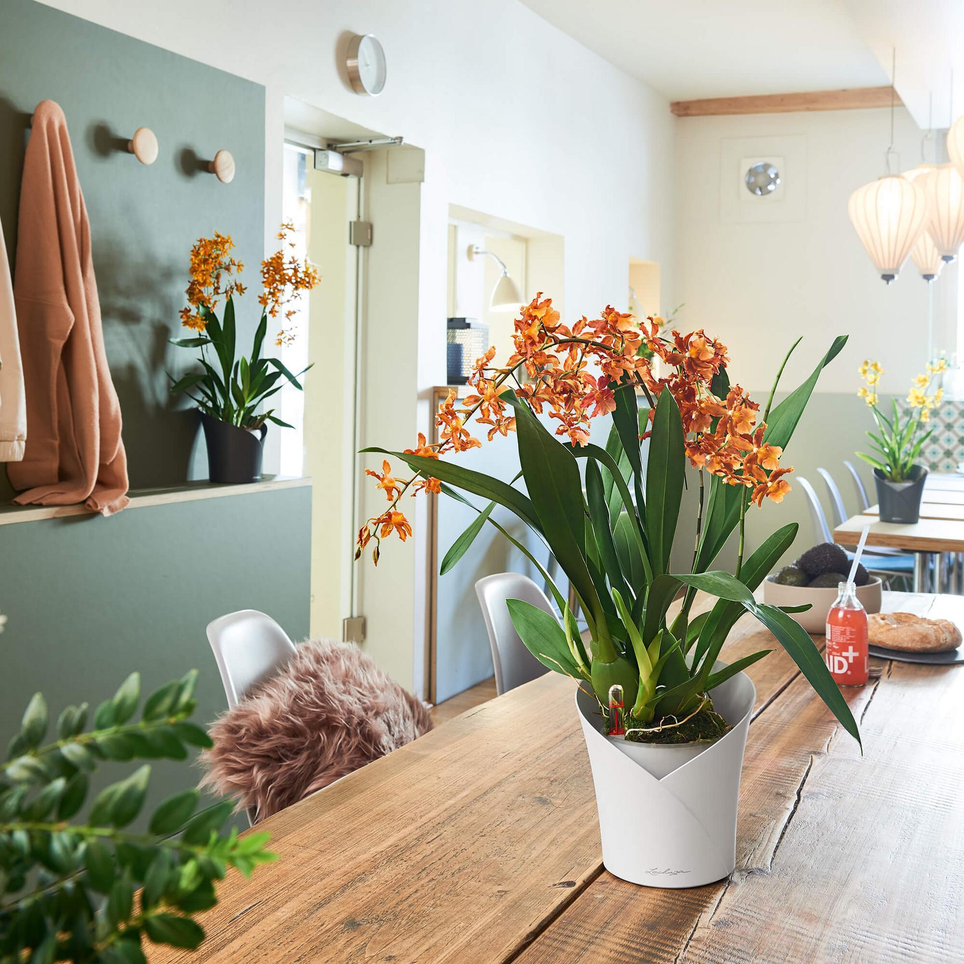 Lechuza Blumentopf klein Orchidea weiß matt