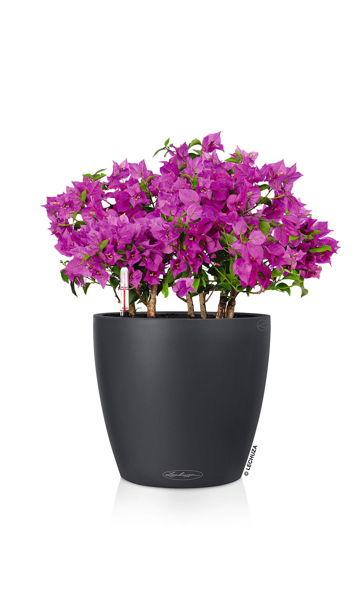 Lechuza Blumentopf rund Classico LS 28 anthrazit metallic Lechuza Blumentopf rund Classico LS 28 anthrazit metallic