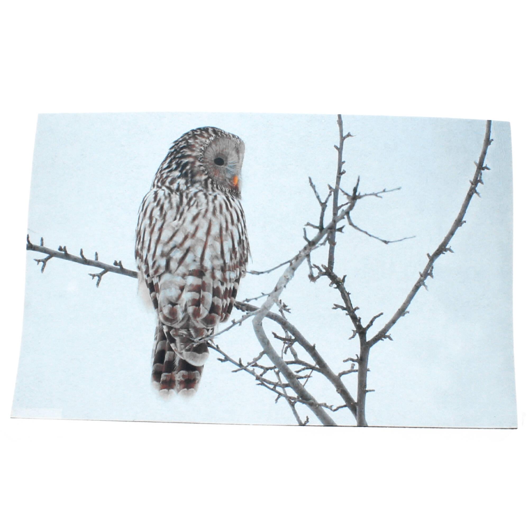 Hoff Fußmatte Eule Uhu Schmutzfang 70x46 cm weiß Hoff Fußmatte Eule Uhu Schmutzfang 70x46 cm weiß