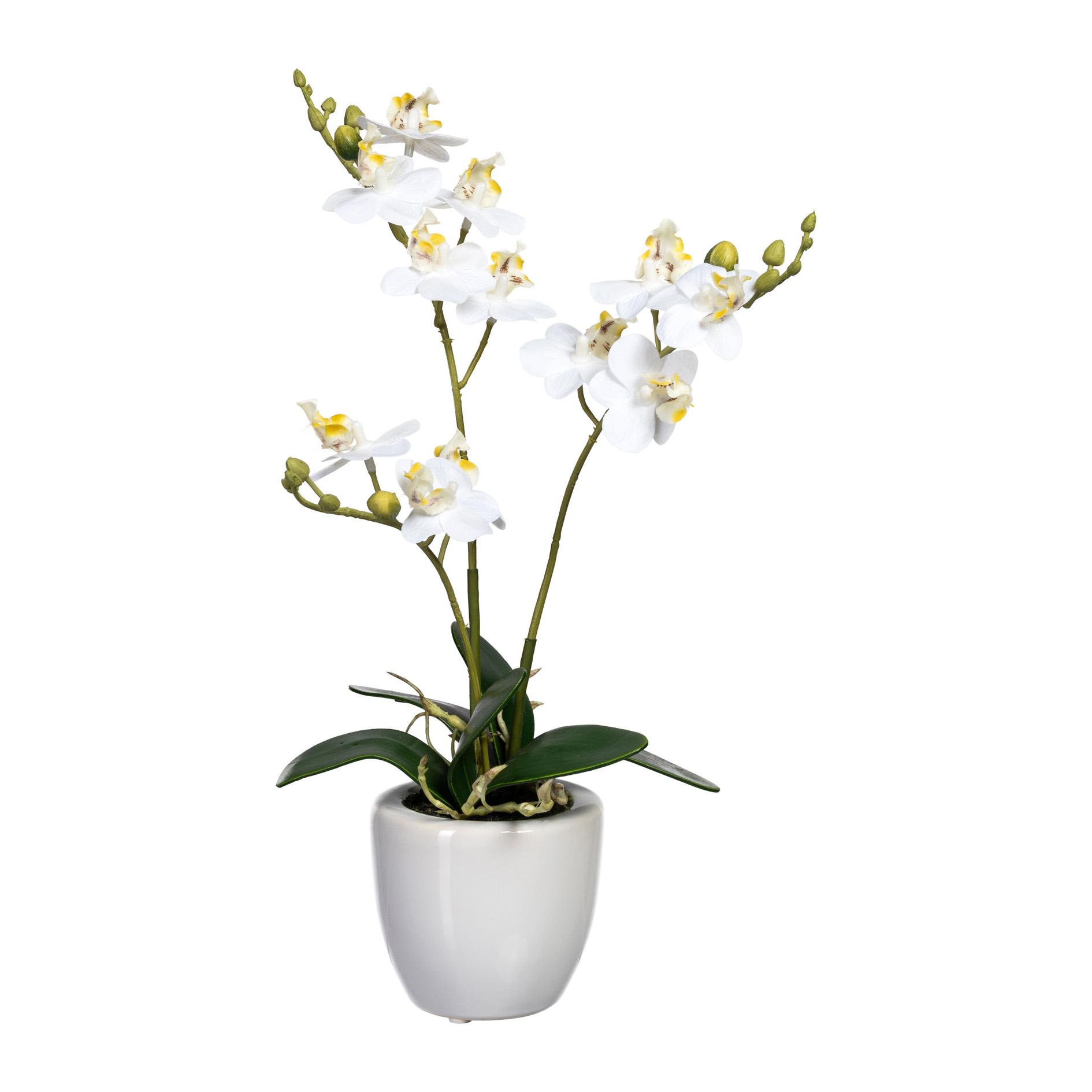 Gasper Mini Phalenopsis im Keramiktopf 35 cm Topfpflanze weiß
