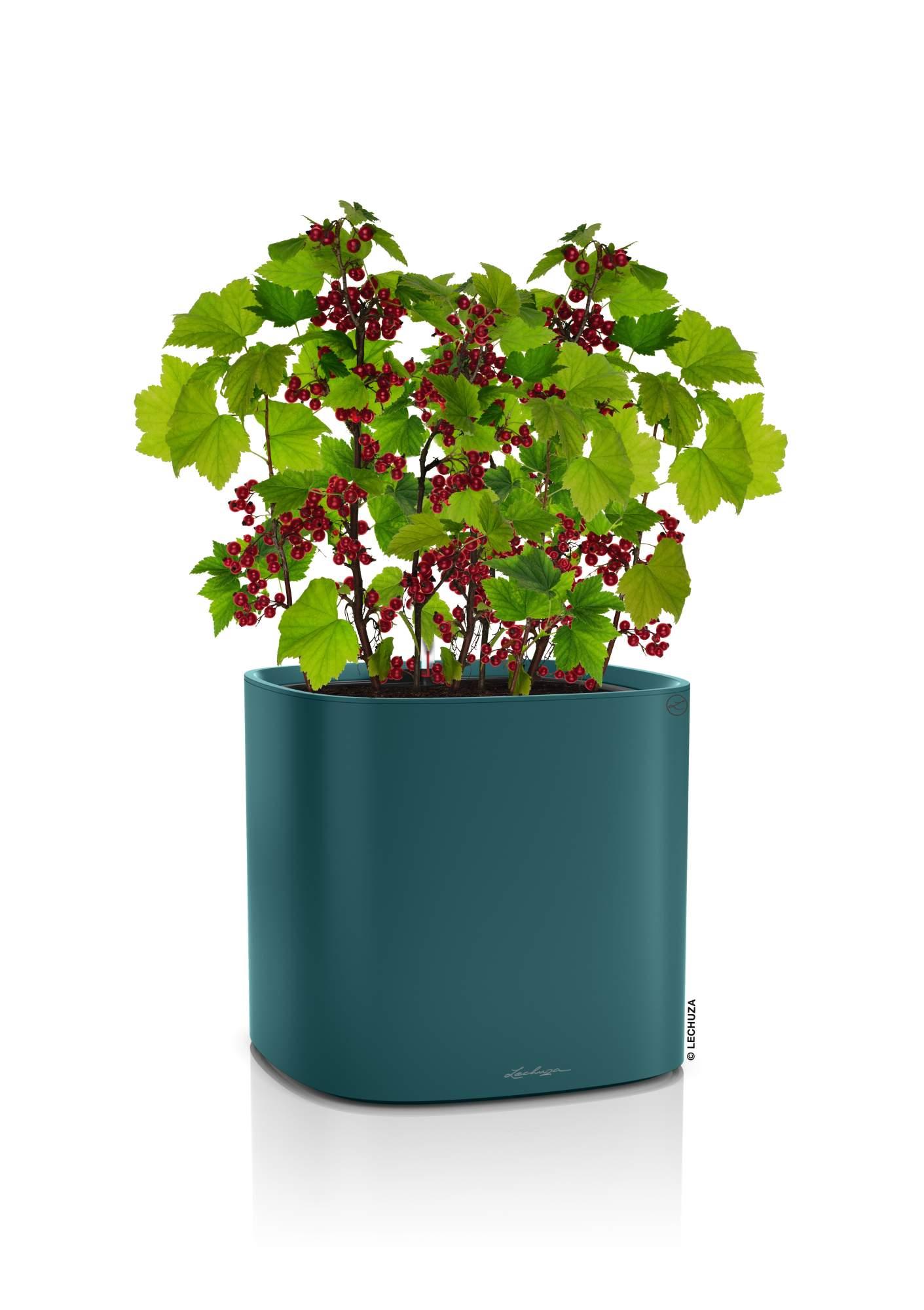 Lechuza Blumentopf hoch Pila Color Planter petrolblau