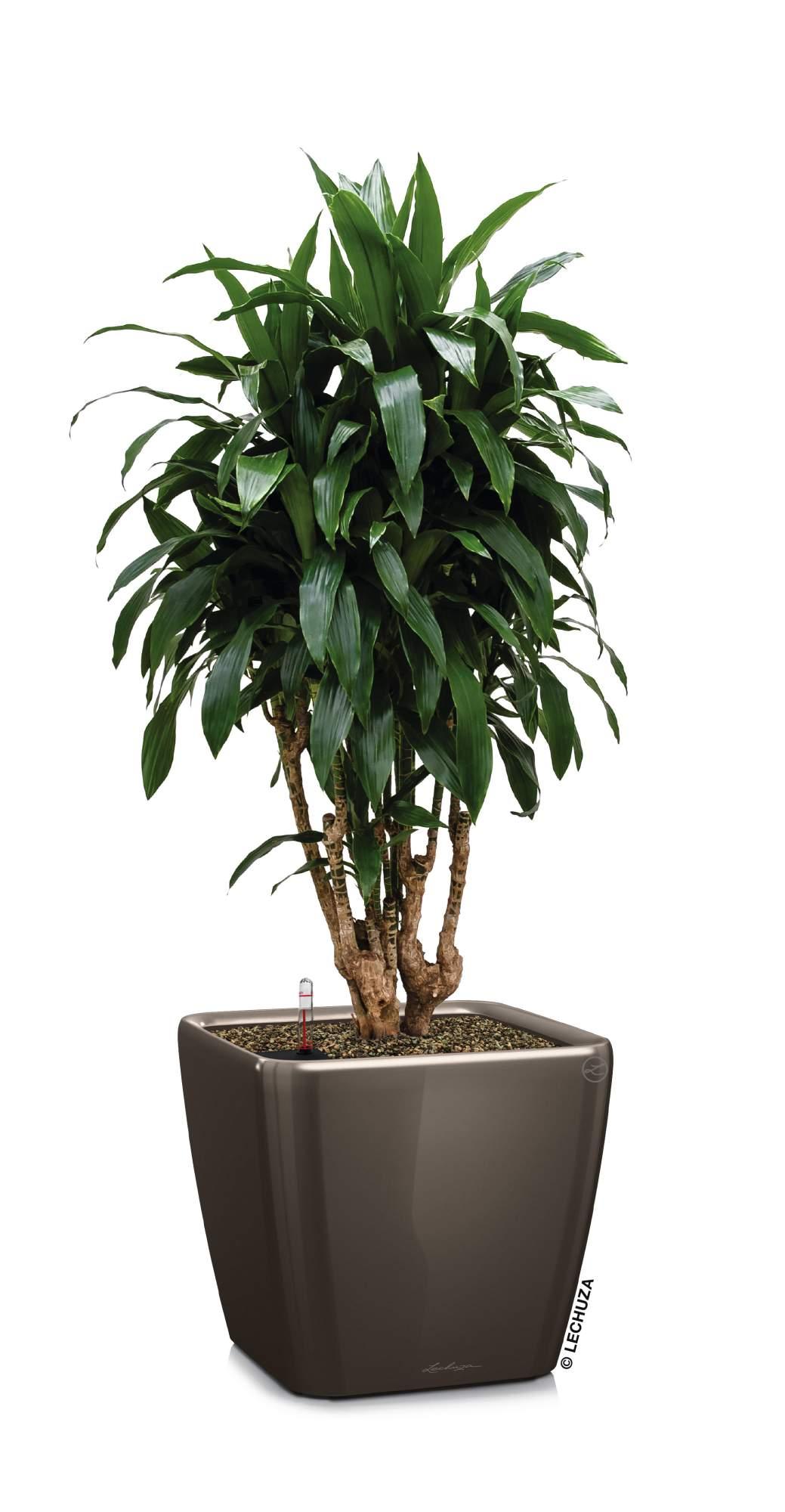 Lechuza Blumentopf groß Quadro LS 43 taupe hochglanz braun